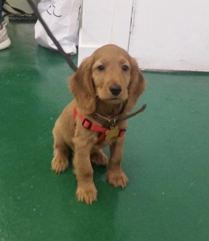 Dog Training Kilwinning Dog Training Kilwinning