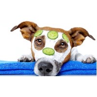 Pampered Paws Heswall Cheshire Logo 