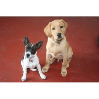 Day Care 4 Paws Blackhill Durham Logo 