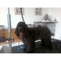 Pampered Pooch Clydach Swansea Logo 