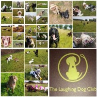 The Laughing Dog Club Doncaster South Yorkshire Logo 