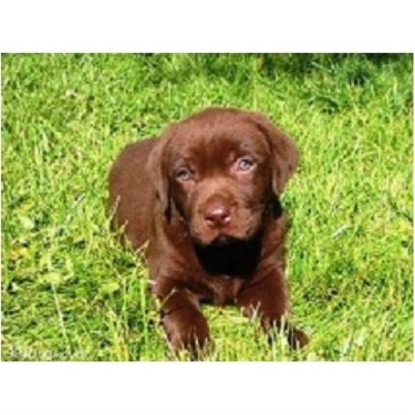 pet minder dog walkerr quarry bank west midlands dy5 2du