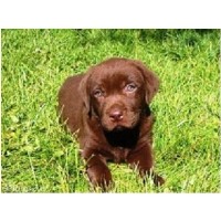 Pet Minder, Dog Walkerr Quarry Bank West Midlands Logo 