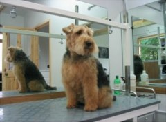 Adoreadog South Harting, Petersfield West Sussex Logo 