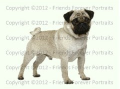 Meadow Vale Pet Hotel/Day Care Ystalyfera Neath Port Talbot Logo 