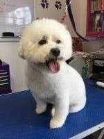 Scruffy 2 Fluffy Dog Grooming School Bargoed Caerphilly Logo 