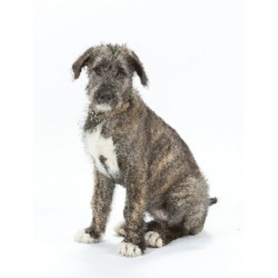 It's Training Cats & Dogs