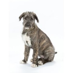 It's Training Cats & Dogs Oakham Rutland Logo 