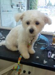 The Dog House Grooming Parlour Canvey Island Essex Logo 