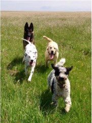 Pampered Pooches Salisbury Wiltshire Logo 