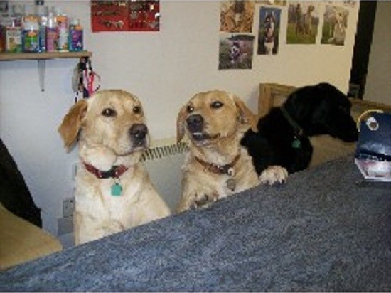 Hixon Dog Grooming & Pet Supplies