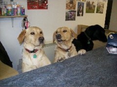 Hixon Dog Grooming & Pet Supplies Hixon Staffordshire Logo 