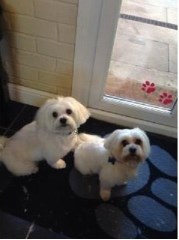 Pugs and Kisses Professional Dog Groomers Hawarden Flintshire Logo 