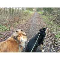 Southport Dog and Pet Services Birkdale, Southport Lancashire Logo 