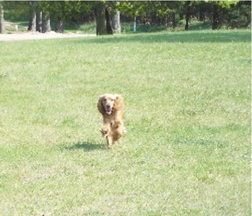 Pooch Pounders Dog Walking