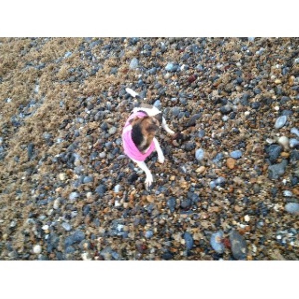 Shamrock Rose Aussies - Welcome to Shamrock Rose Aussies ... Walkies Briston, Norfolk NR24 2ND