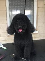 Posh pooches Kings Sutton, Banbury Oxfordshire Logo 