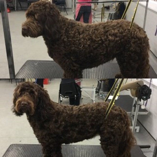 Mad Dog Grooming Crewe, Cheshire CW1 3GN