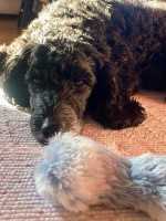 YAP Home Boarding Bordon Hampshire Logo 