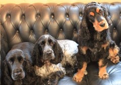 Spoilt Rotten Dog Grooming Chalfont St Peter Buckinghamshire Logo 