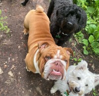 Walking For Paws Nottingham Burton Joyce, Nottingham Nottinghamshire Logo 