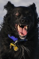 Harmony Canine Solutions Rugby Warwickshire Logo 