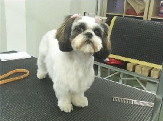 Cardiff Mobile Dog Groomer