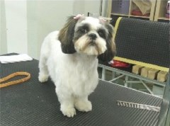 Cardiff Mobile Dog Groomer Cardiff Cardiff Logo 