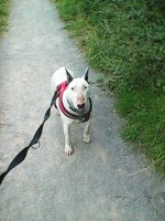 Blackwater pet services Maldon Essex Logo 