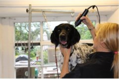 Linda Aitchison DUNBLANE Stirling Logo 