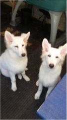 Muddy Paws dog grooming Dulverton Somerset Logo 