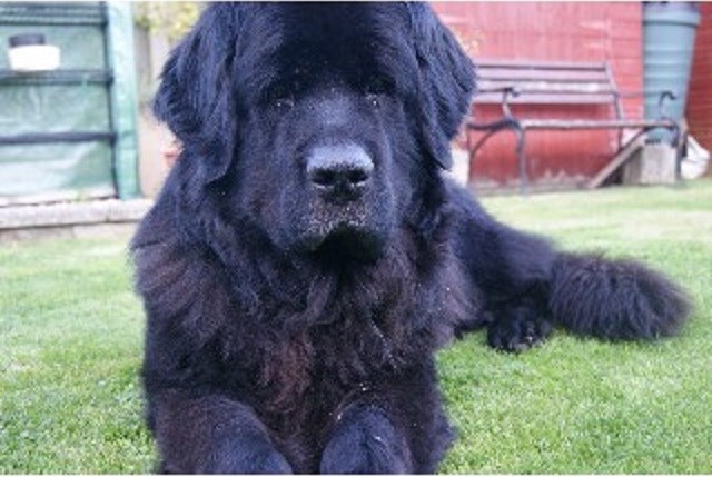 Gerry's Home from Home pet care service