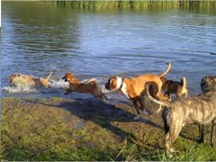 Doggy Dayz 2011 Thurrock Essex Logo 