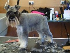 Karen Scott Dog Grooming Broxburn West Lothian Logo 