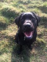 Dogged Devotion Bradford West Yorkshire Logo 