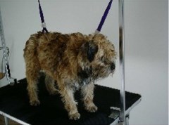 Hand Stripping By Deli's Ark Saddleworth Lancashire Logo 