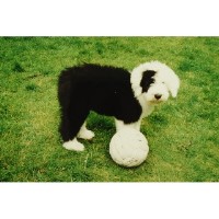 Donna's Dog Walking Service Ardrossan North Ayrshire Logo 