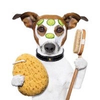 Shining Coats Dog Wash Dunfermline Fife Logo 