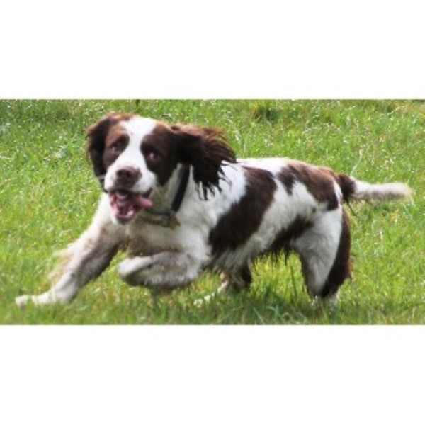 JUST FOR DOGS/ PAWFECT PUPPIES