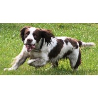 JUST FOR DOGS/ PAWFECT PUPPIES Maybole South Ayrshire Logo 