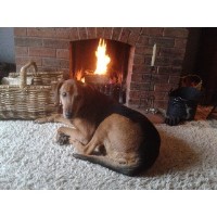 Lassies and Laddies Professional Dog Walking and Sitting Services Tamworth Staffordshire Logo 