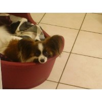 Canine Beauty Parlour Andover Hampshire Logo 