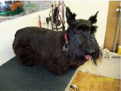 Clip And Snip Hardisty Hill, Otley North Yorkshire Logo 