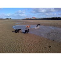 Happy Friends Dog Walking and Pet Sitting Weston-Super-Mare Avon Logo 
