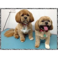 Snips 'n' Clips Dog Grooming Hornchurch Essex Logo 