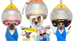 Best In Breeds St Helens Merseyside Logo 