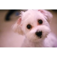 The Dog Parlour Coedely Rhondda Cynon Taf Logo 