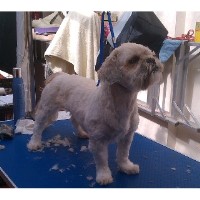 Wuf Diamonds Darton, Barnsley South Yorkshire Logo 