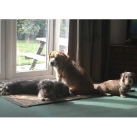 Dougal's Doggy Digs Alsager Cheshire Logo 