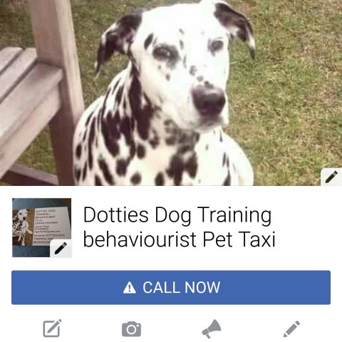 DOTTIES DOG TRAINING AND BEHAVIOURIST.  PET TAXI